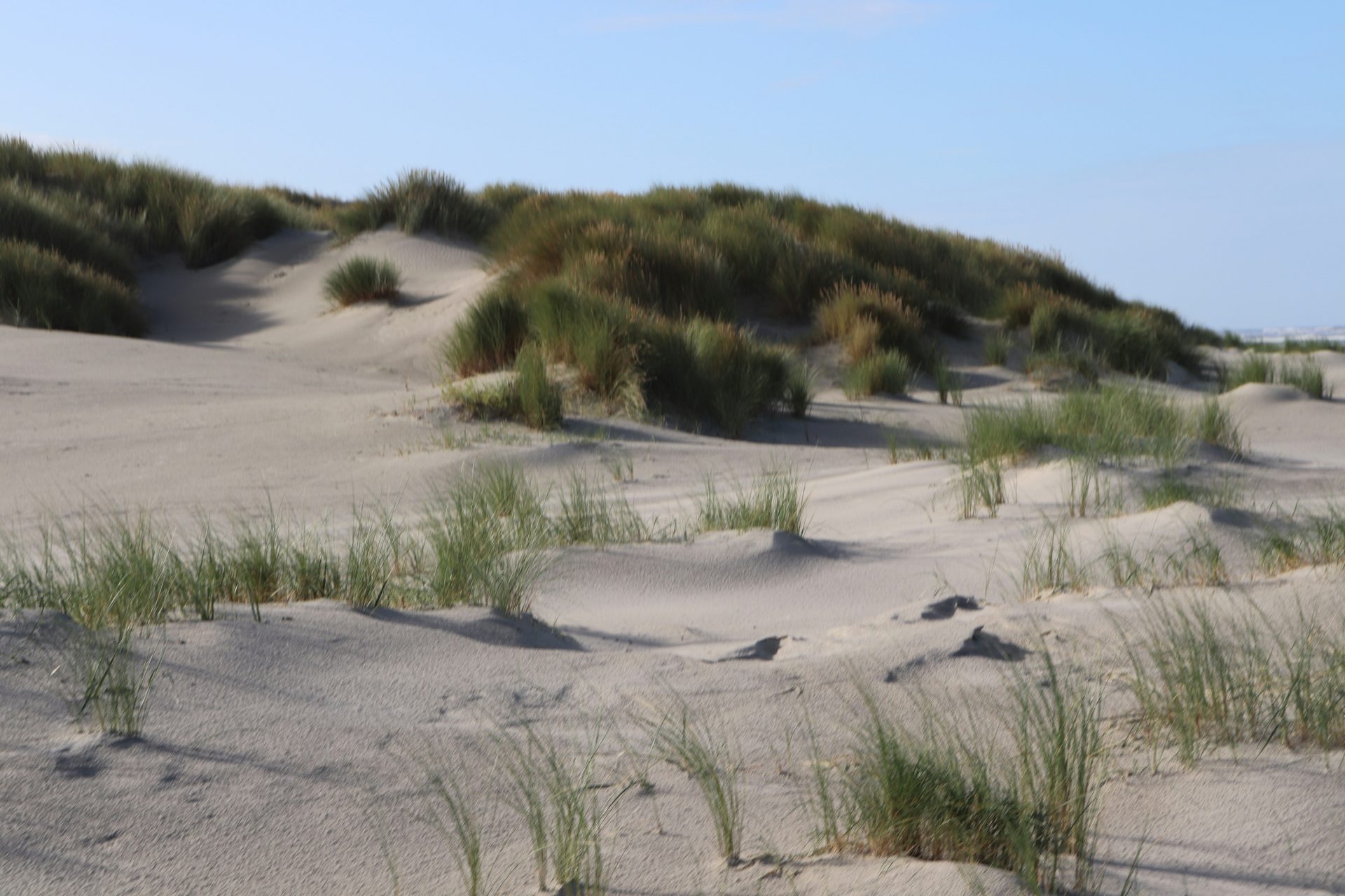 Ein sandiges Gebiet mit Gras und Sanddünen